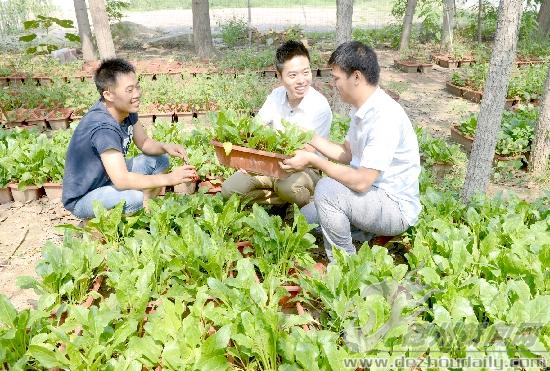 盆栽有機(jī)蔬菜已種植成功，為將來示范園大面積種植做好準(zhǔn)備。