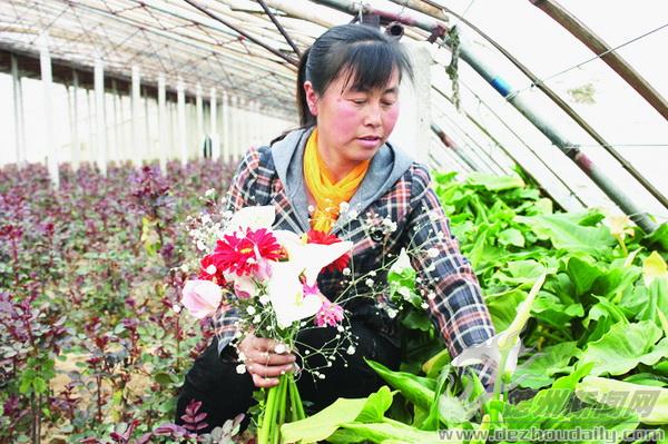 于文娟在花棚采摘鮮花