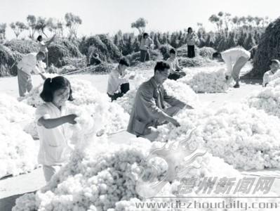 1959年，平原縣董王莊人民公社棉花大豐收。